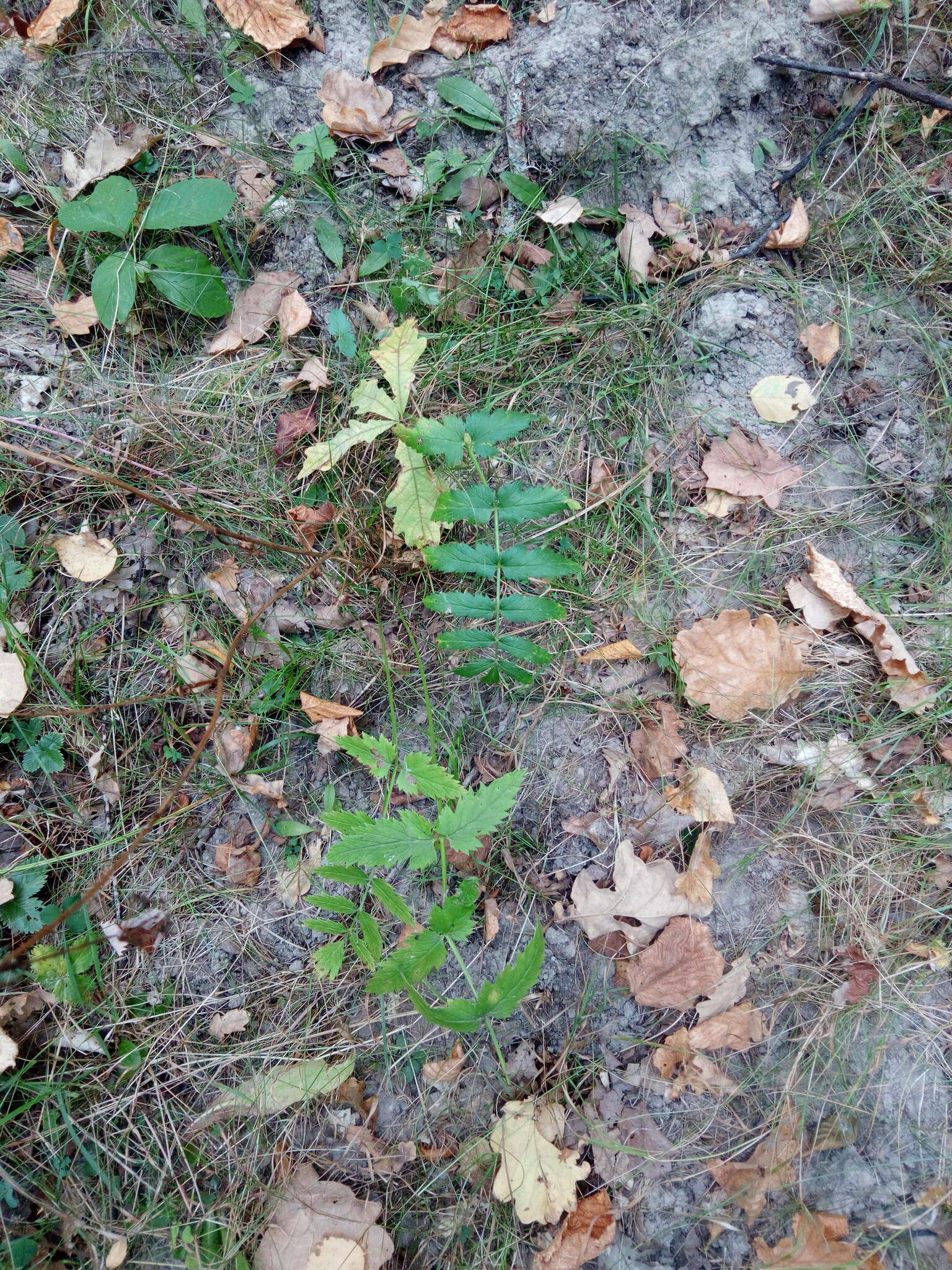 Image of greater burnet-saxifrage
