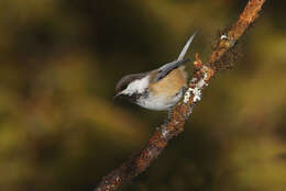 Image of Grey-headed Chickadee