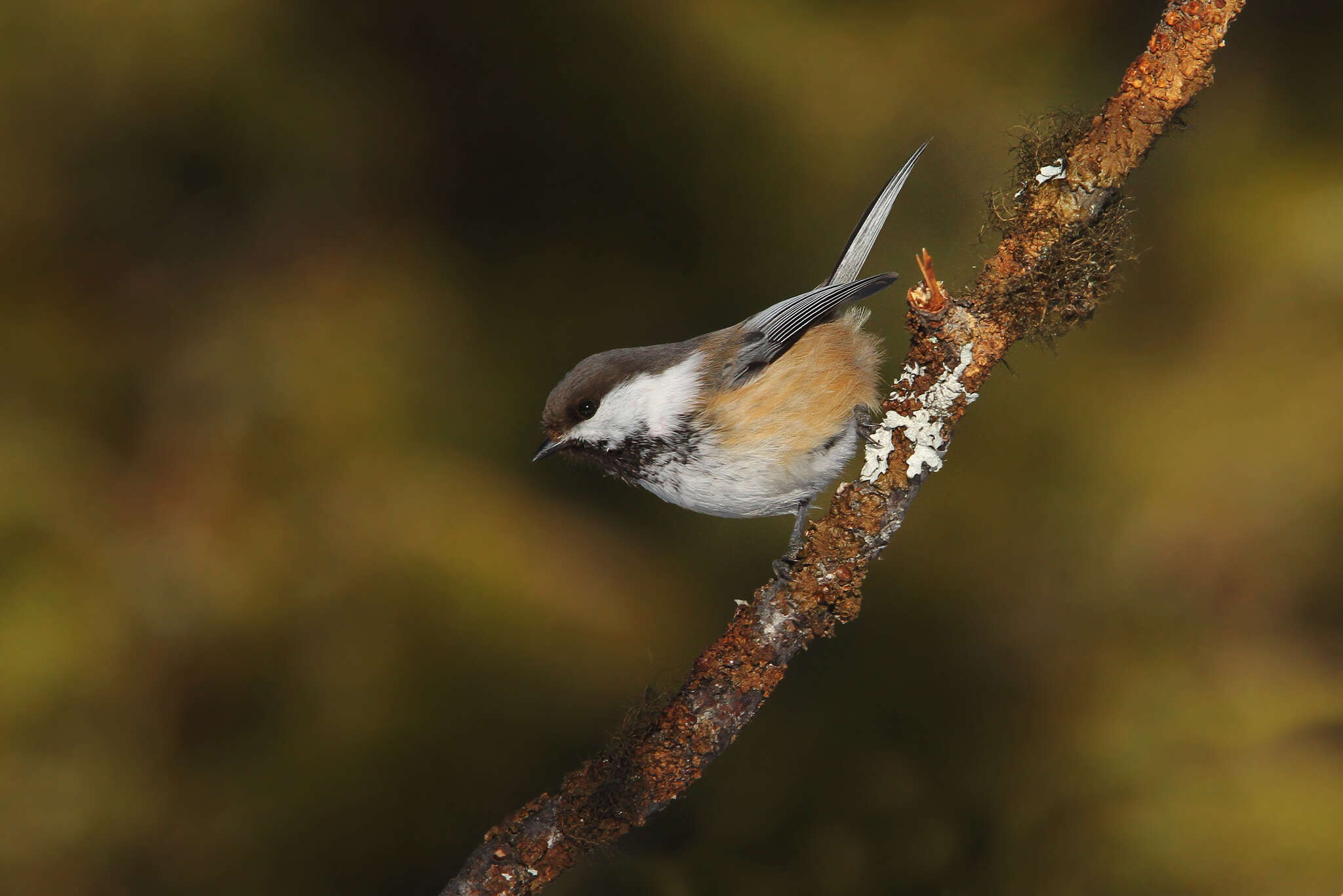 Image of Grey-headed Chickadee