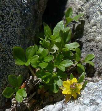 Image of pygmy buttercup