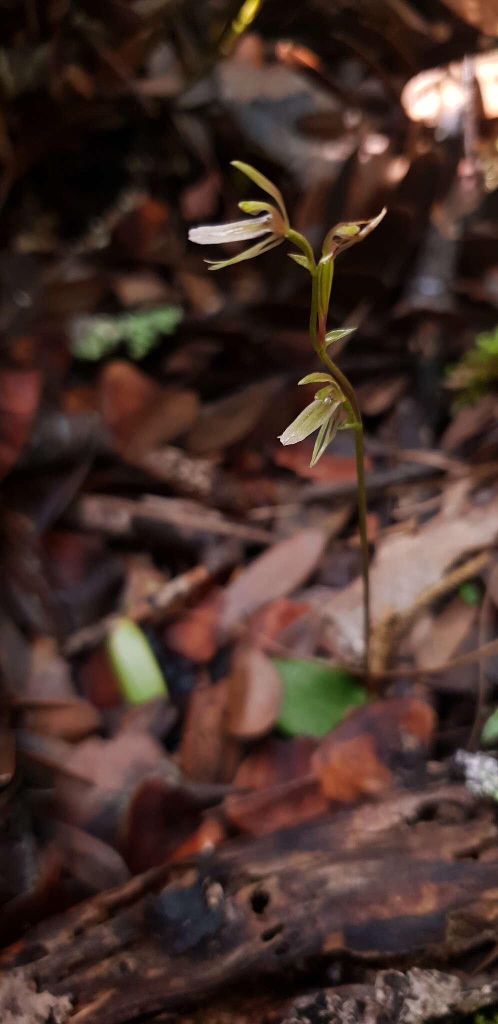 Sivun Cyrtostylis oblonga Hook. fil. kuva