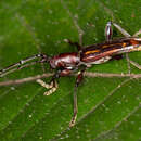 Image of Opacibidion opacicolle (Melzer 1931)