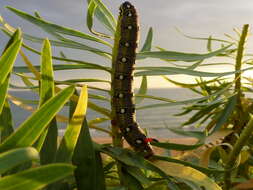 Image of Spurge Hawk Moth