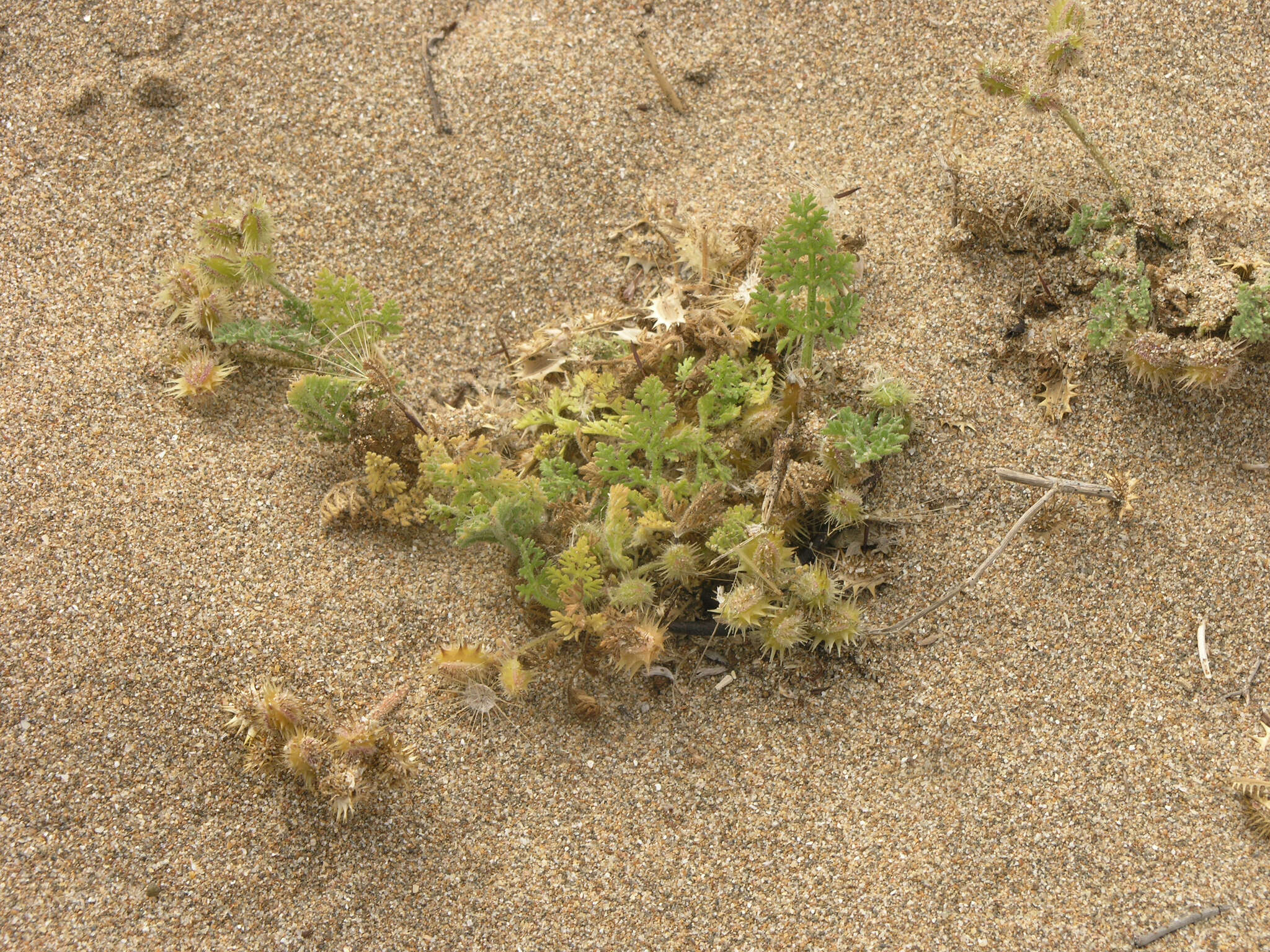 Daucus pumilus (L.) Hoffm. & Link resmi