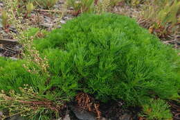 Image of Artemisia morrisonensis Hayata