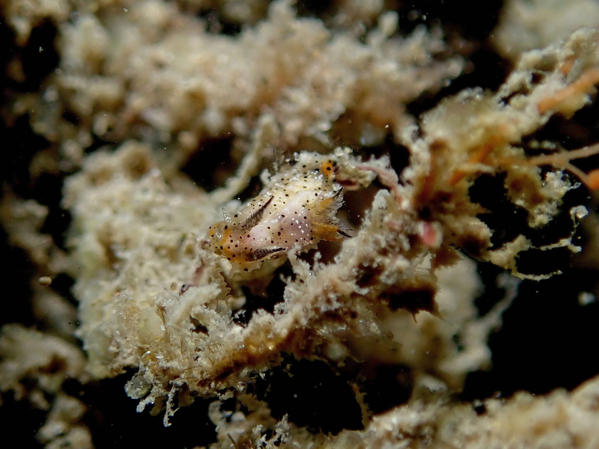 Image of Polycera melanosticta M. C. Miller 1996