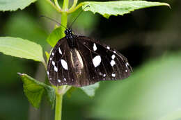 Image of Amauris albimaculata Butler 1875