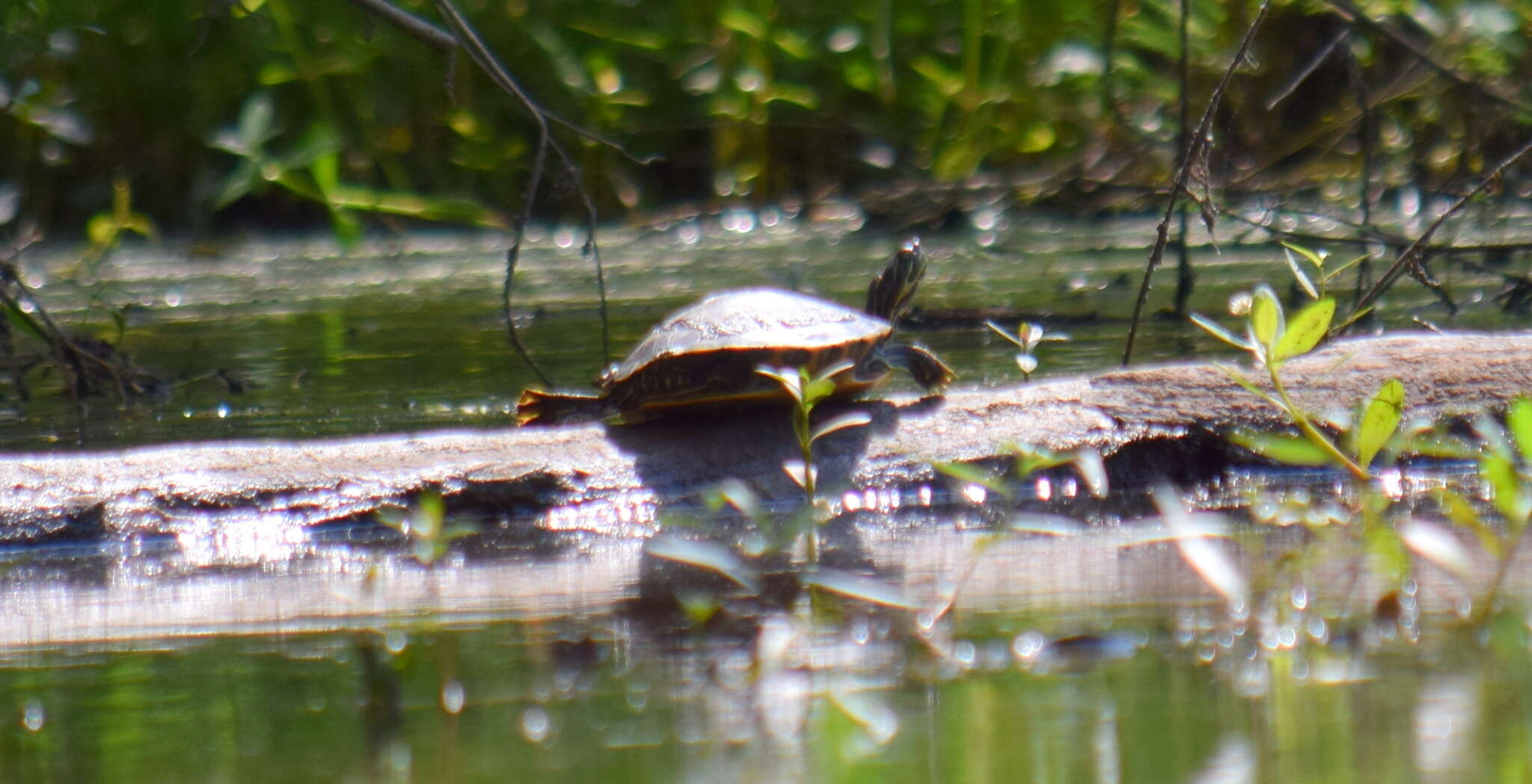 Image of Eastern River Cooter