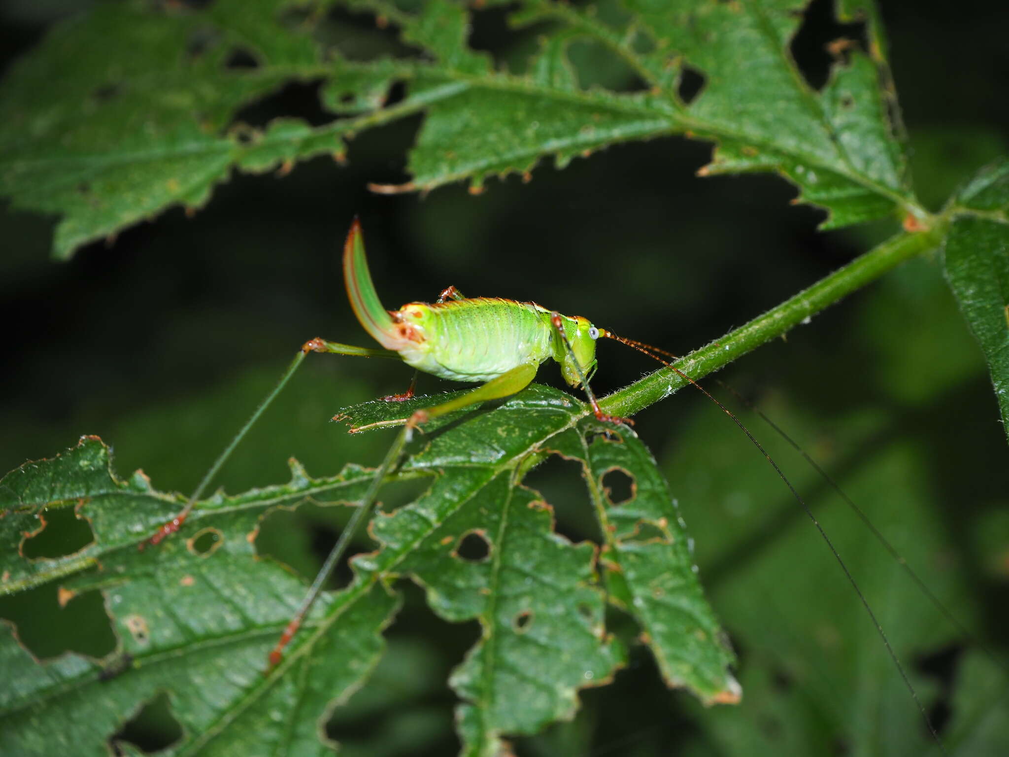 Image of Andreiniimon nuptialis (Karny 1918)