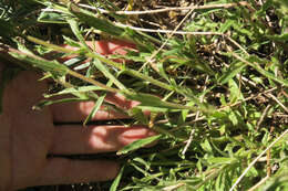 Image of Peck's Indian paintbrush