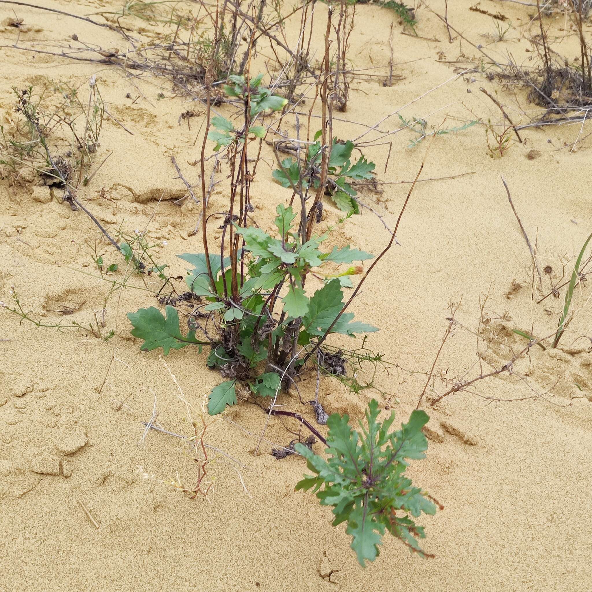 Image de Jacobaea schischkiniana (Sofieva) B. Nord. & Greuter