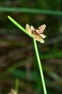 Image de Isolepis inundata R. Br.