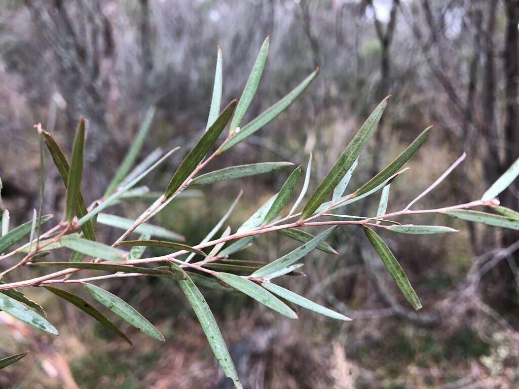 Sivun Leptospermum brachyandrum (F. Müll.) Druce kuva