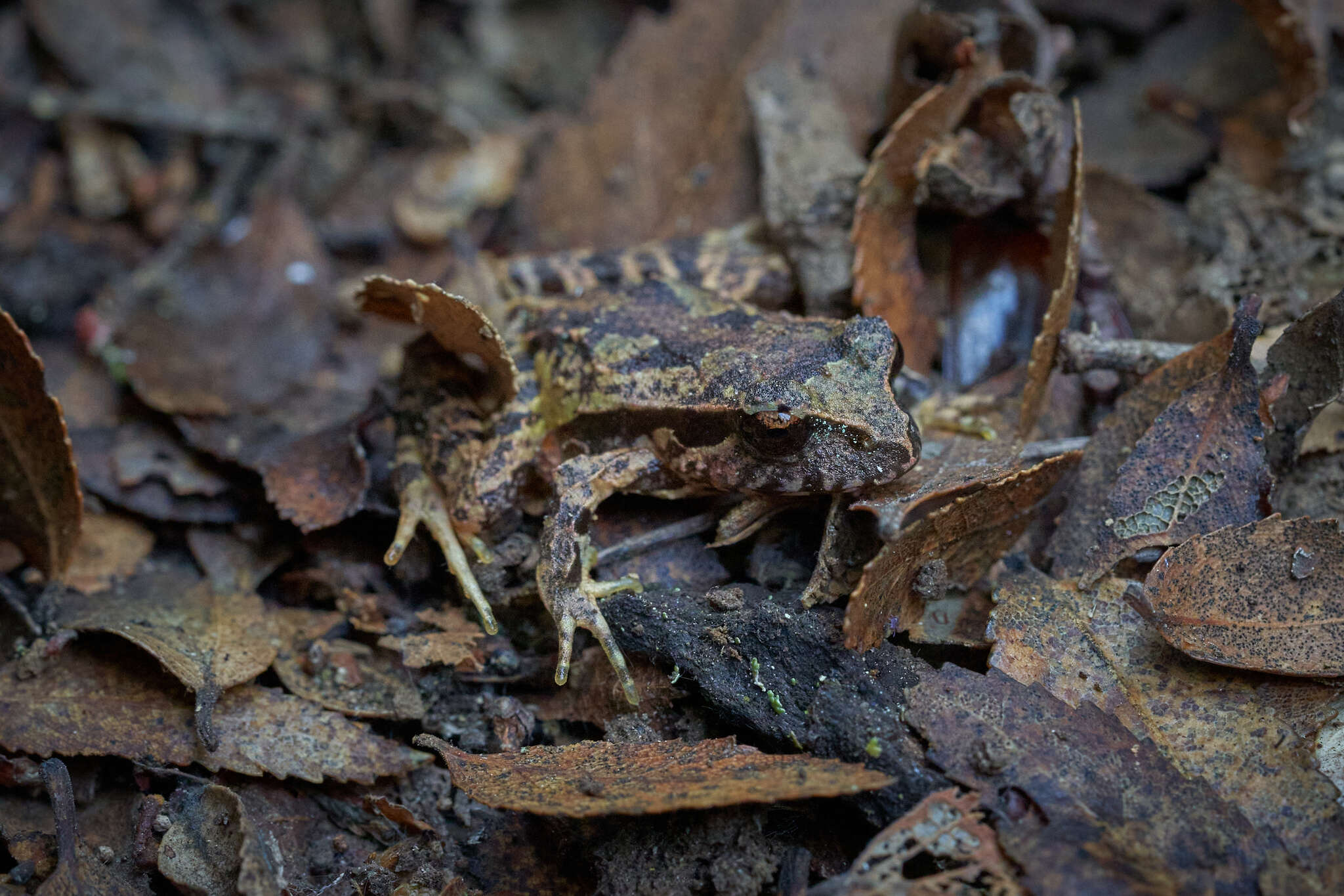 Image of Eupsophus nahuelbutensis Ortiz & Ibarra-Vidal 1992