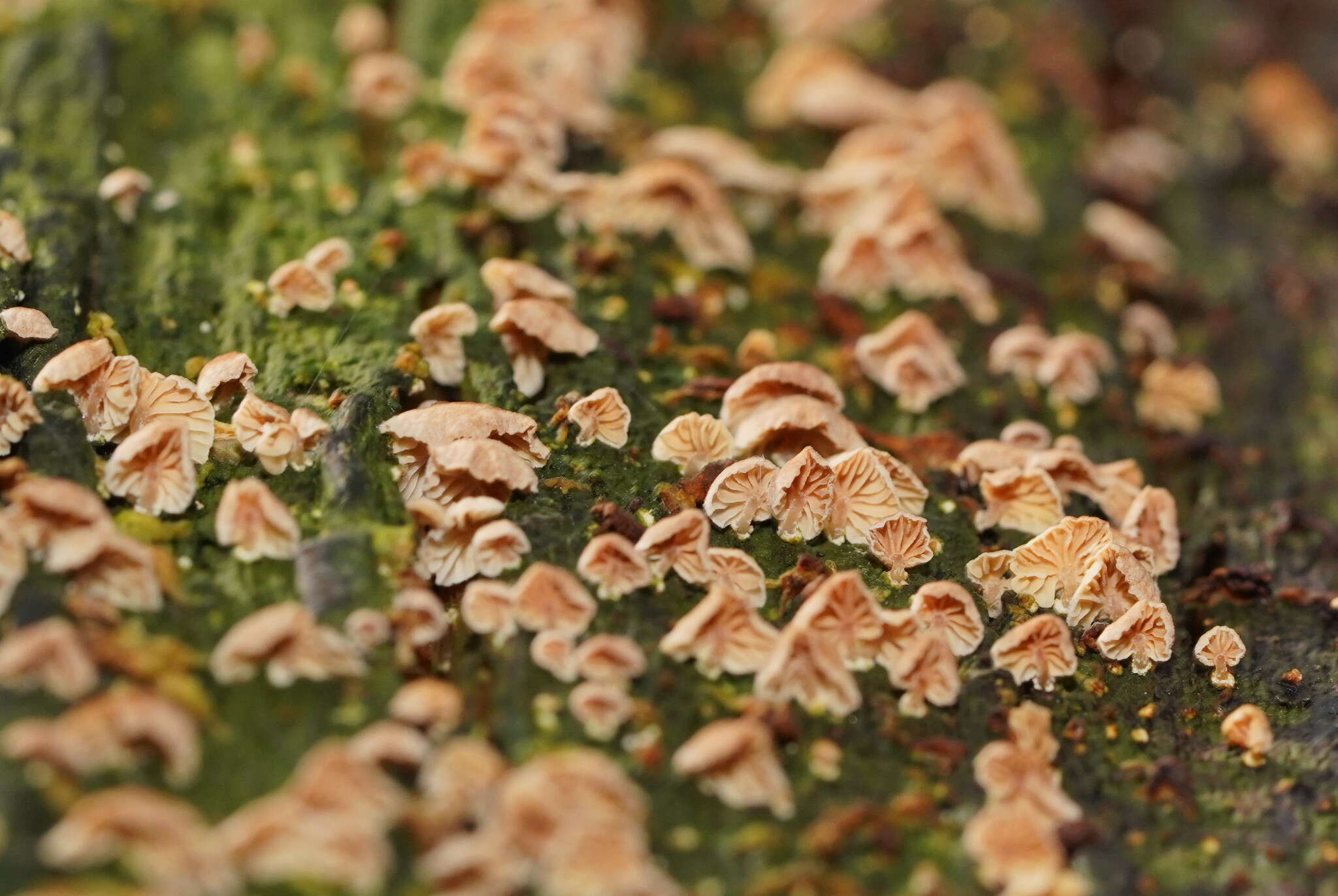 Plancia ëd Marasmiellus affixus (Berk.) Singer 1973