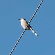 Image of Iberian Grey Shrike