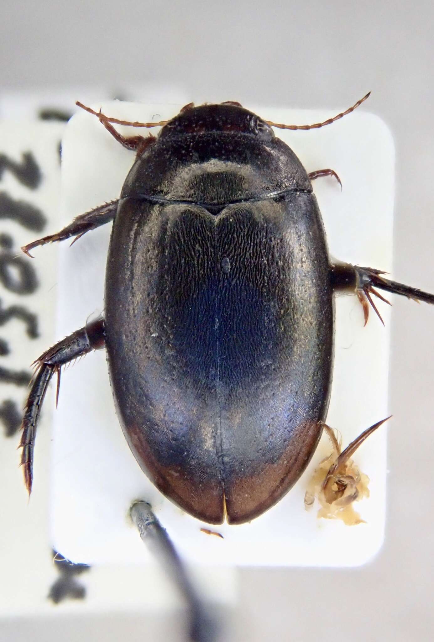 Image of Agabus (Gaurodytes) bipustulatus (Linnaeus 1767)