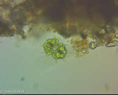 Image of Xanthidium cristatum