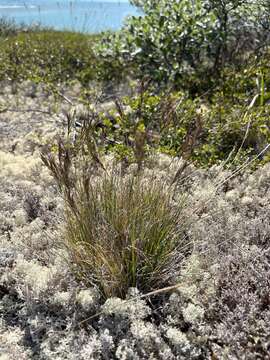 Image de Festuca vivipara (L.) Sm.