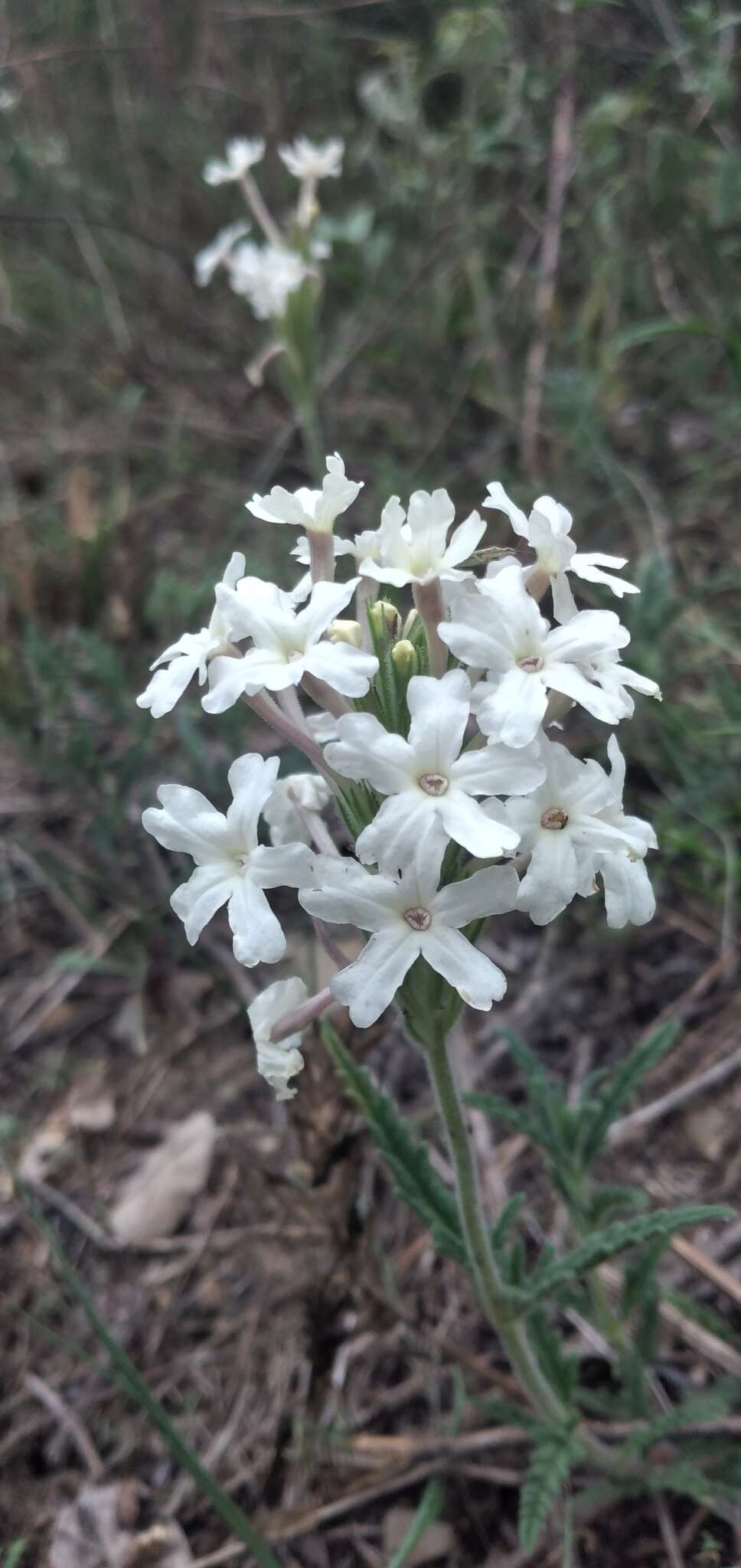 Image of Glandularia platensis (Spreng.) Schnack & Covas