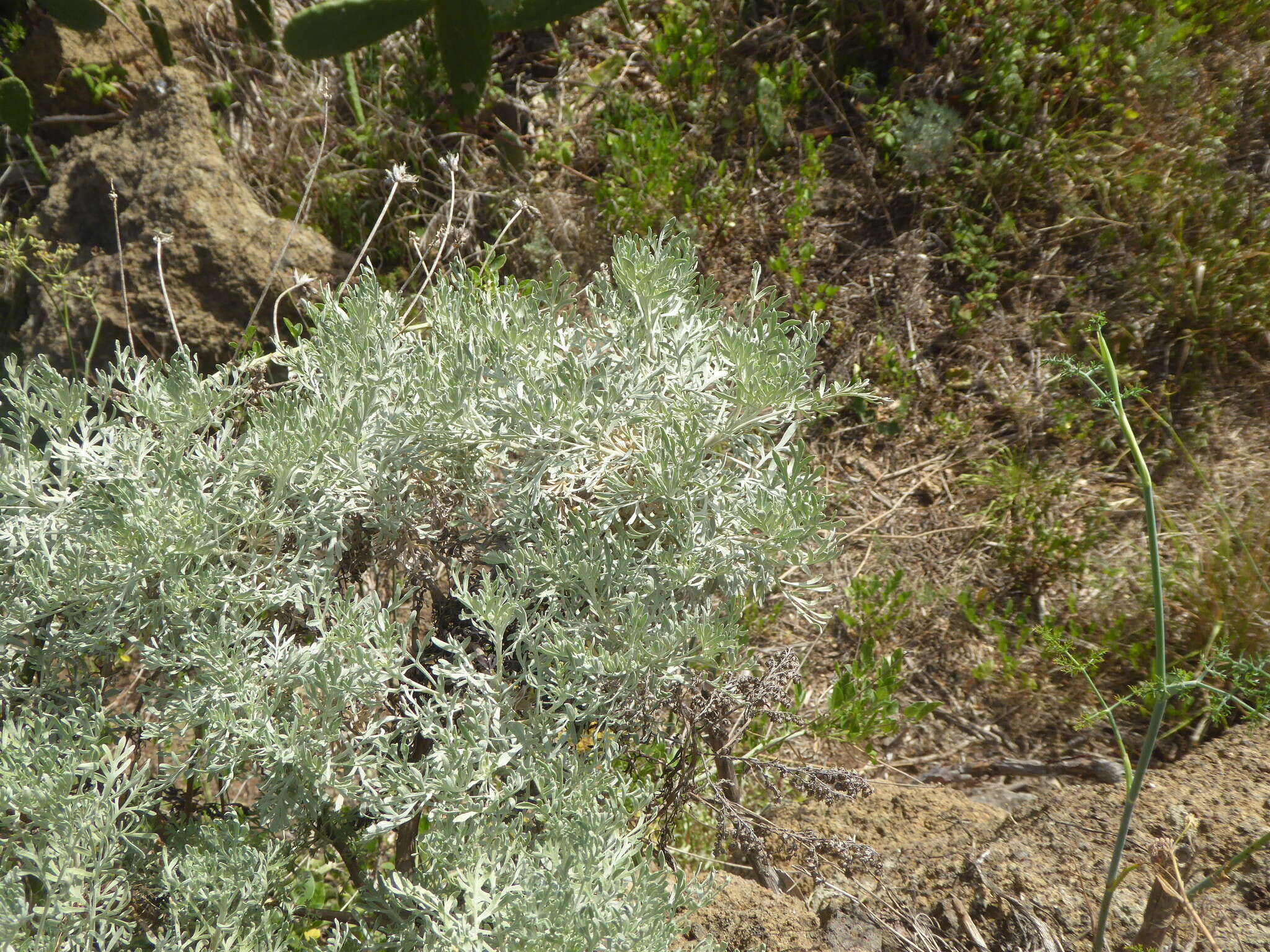 Image of Artemisia thuscula Cav.