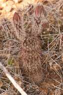 Image of Chisos Mountain hedgehog cactus