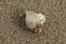 Image of European necklace shell
