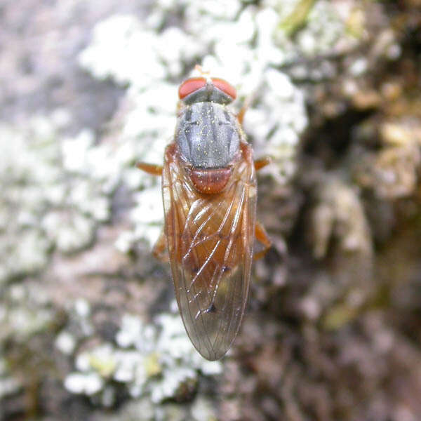 Image de Brachyopa maculipennis Thompson 1980