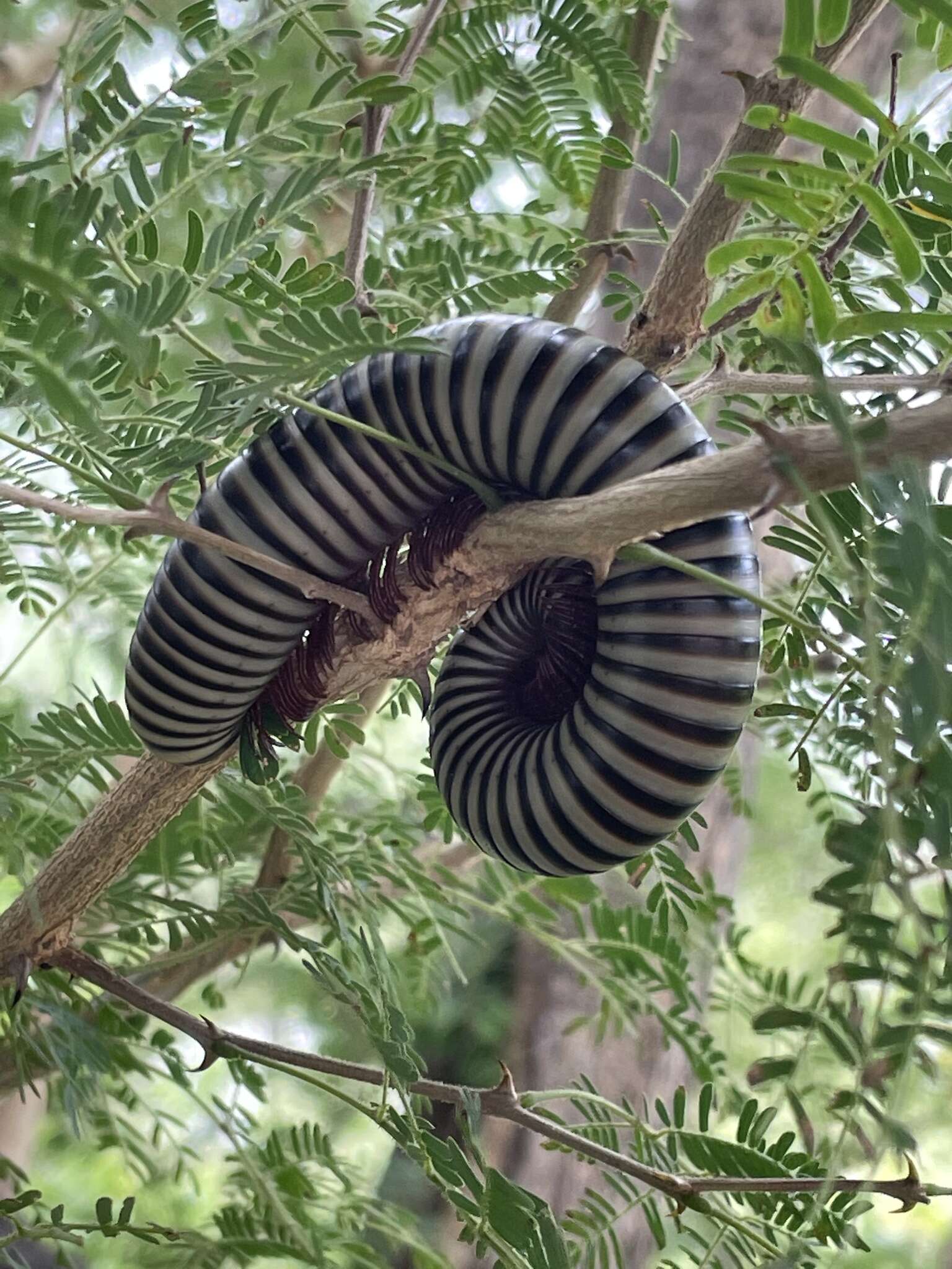 Image of Doratogonus flavifilis (Peters 1855)