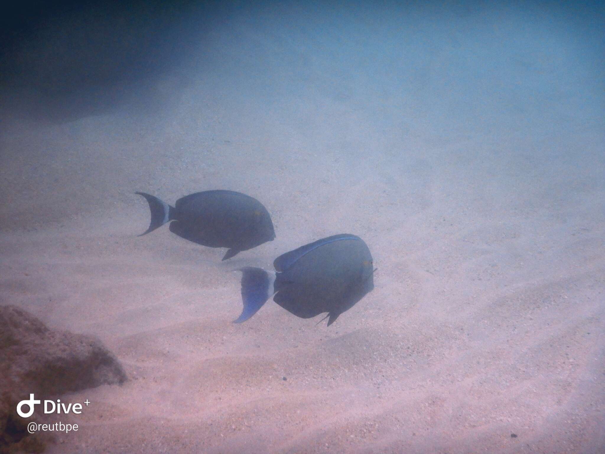 Image of Blue-banded Pualu