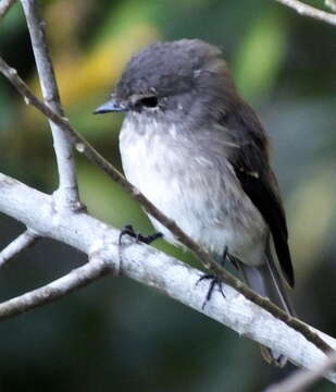 Image de Muscicapa adusta adusta (Boie & F 1828)