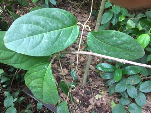 Image of Flabellaria paniculata Cav.