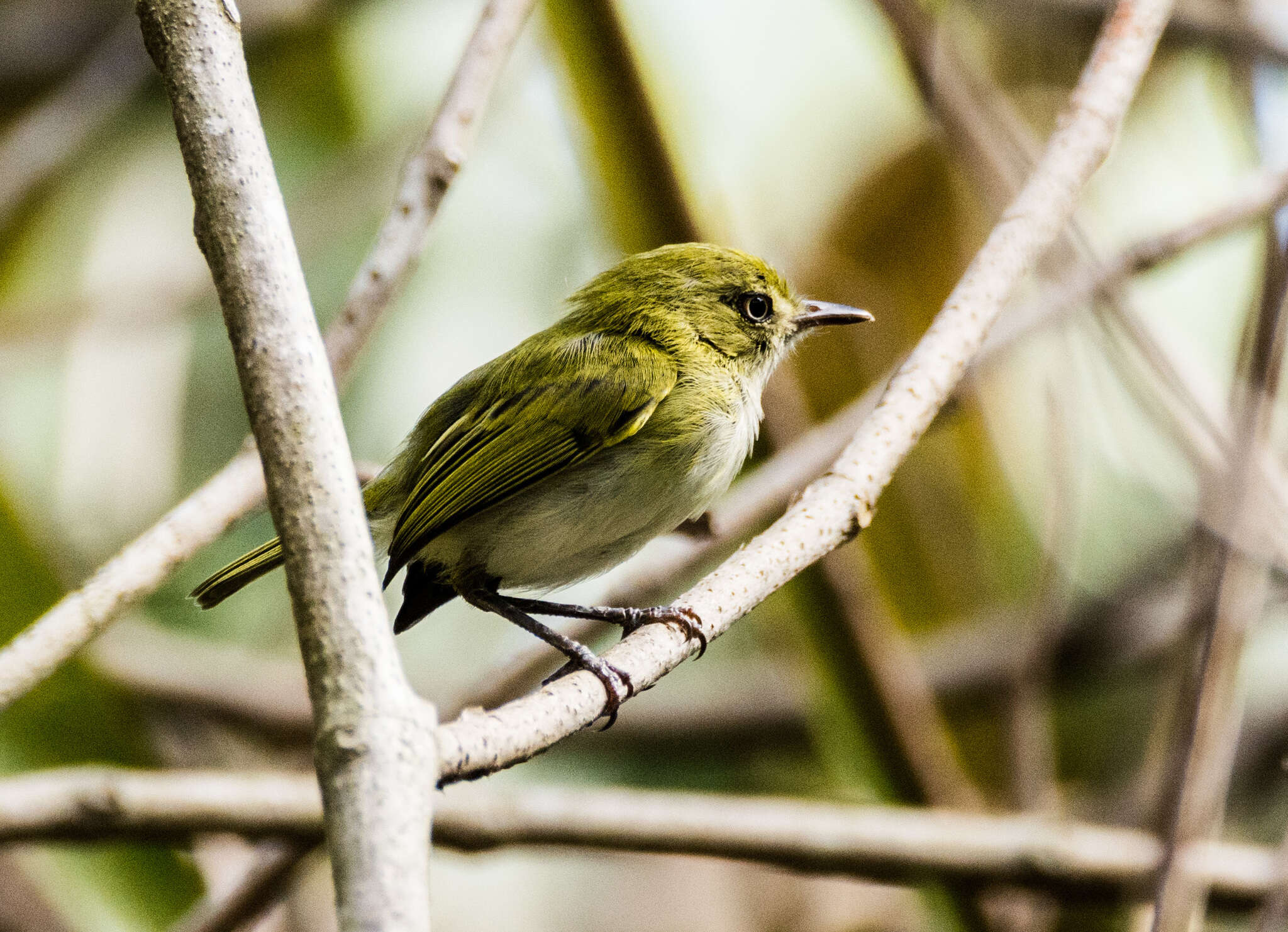 Hemitriccus nidipendulus (Wied-Neuwied 1831) resmi