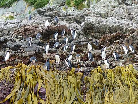 Image of Snares Crested Penguin