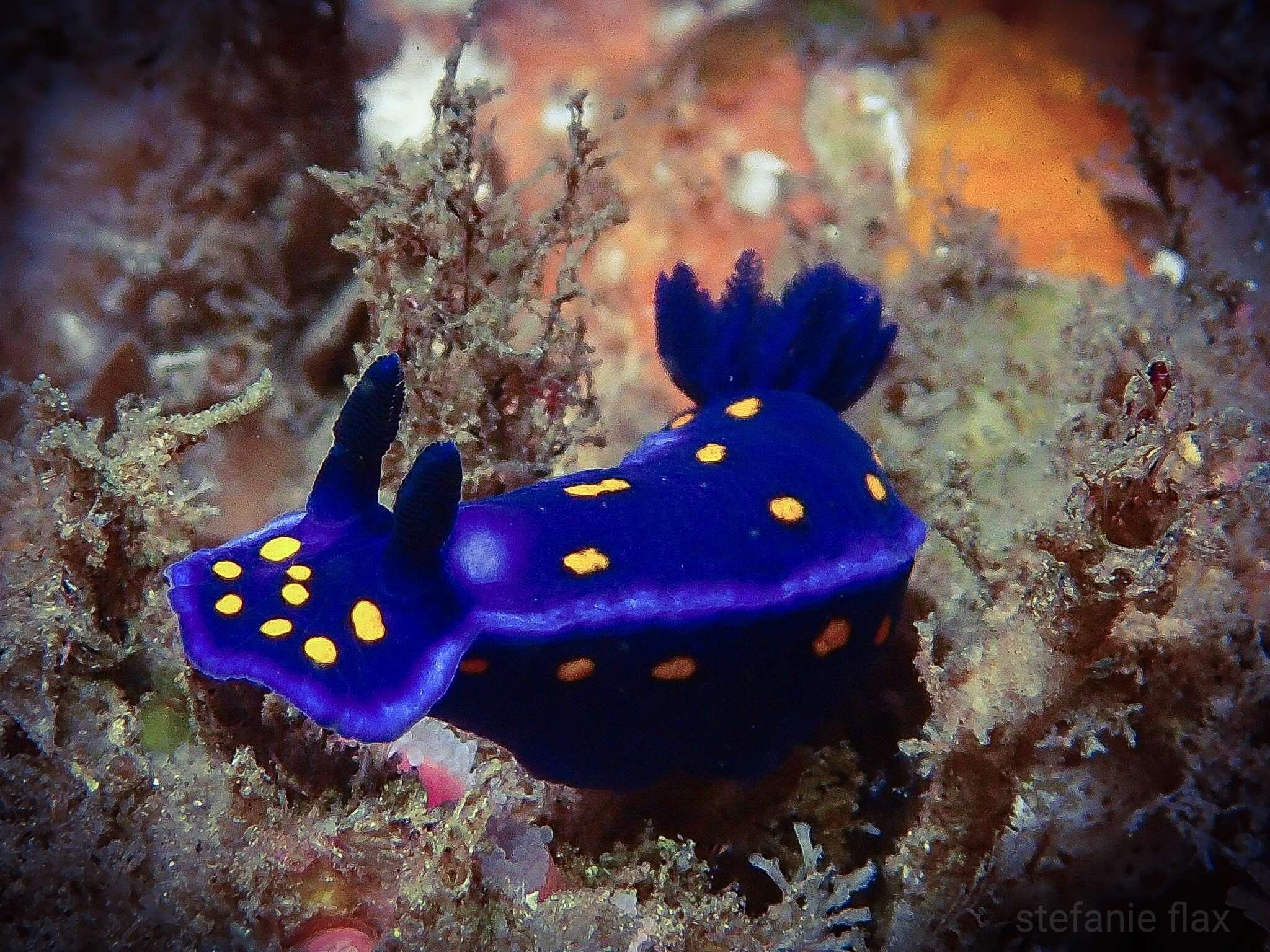 Image of Felimare californiensis (Bergh 1879)