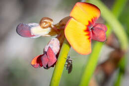 Daviesia triflora Crisp resmi