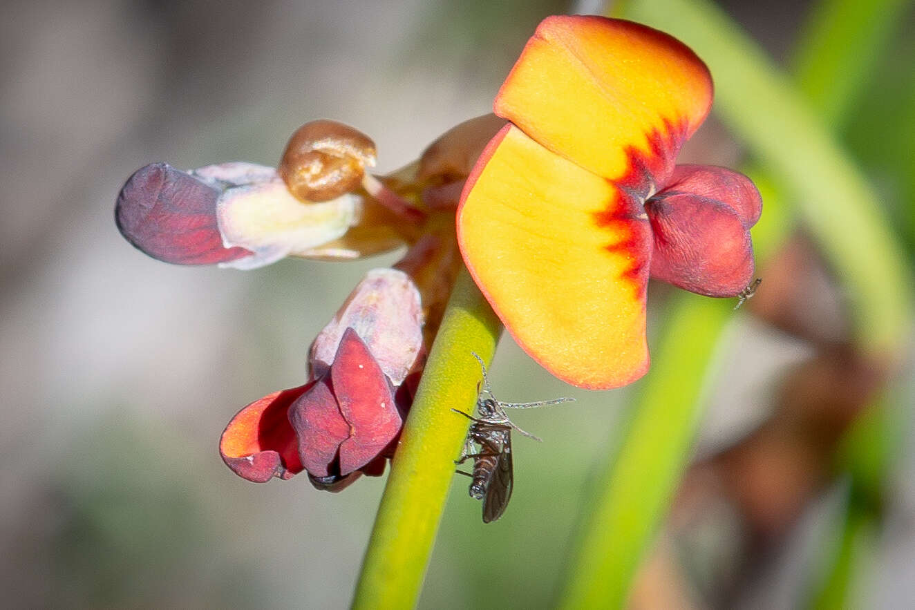 Daviesia triflora Crisp resmi