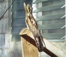 Image of Common Potoo