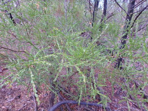 Plancia ëd Acacia tristis