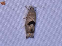 Image of Sunflower Bud Moth