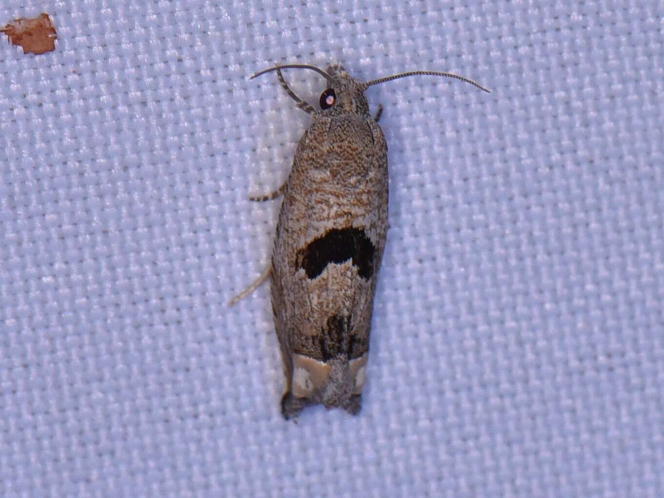 Image of Sunflower Bud Moth