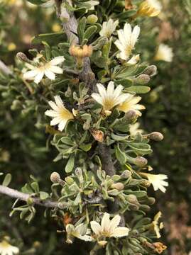 Imagem de Scaevola spinescens R. Br.