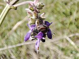 Imagem de Blitopertha (Blitopertha) lineolata (Fischer von Waldheim 1823)