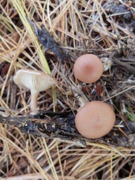 Image of Clitocybe diatreta (Fr.) P. Kumm. 1871