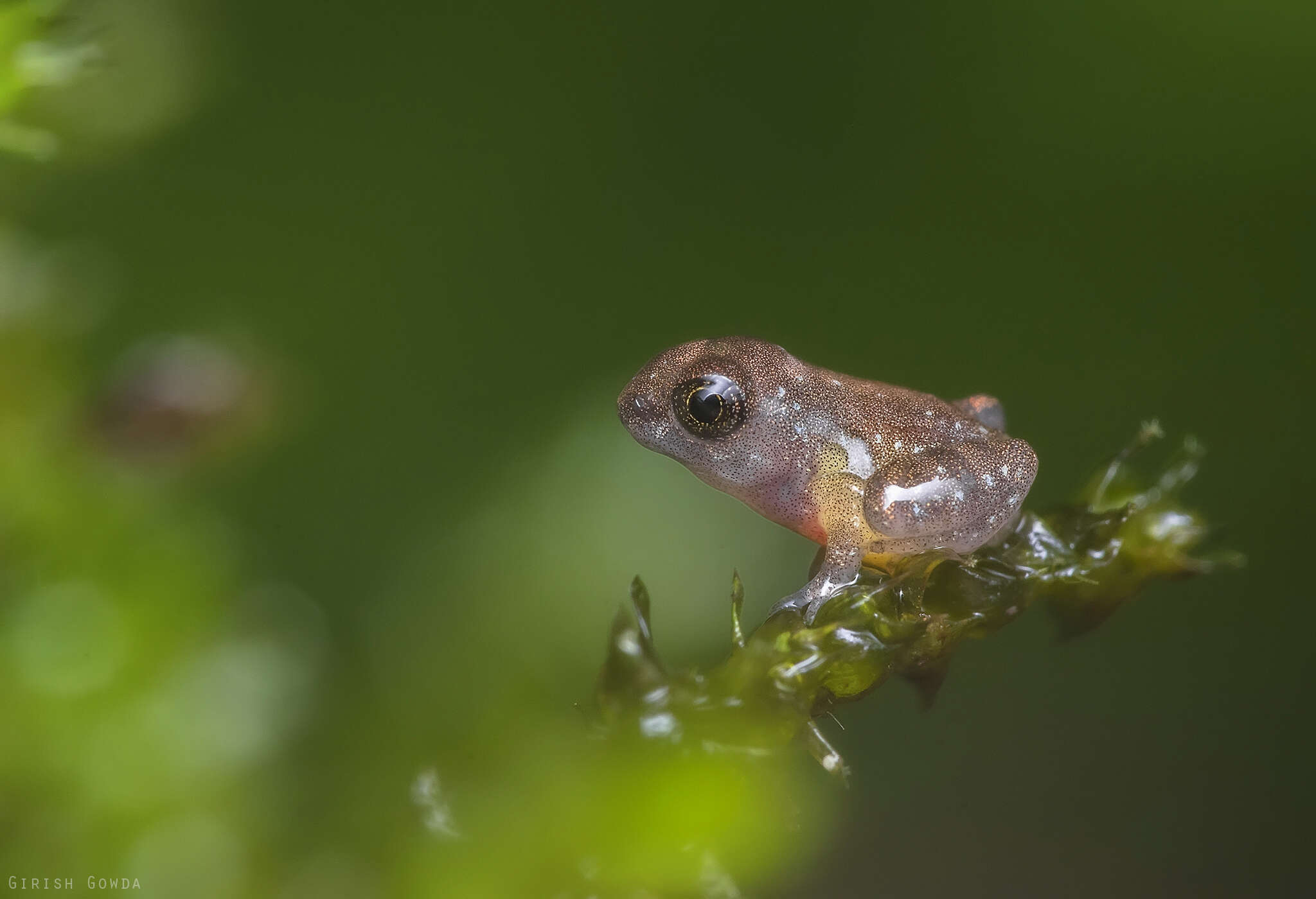 Image of Kudremukh bush frog