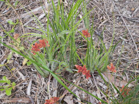 Image de Conostylis setigera R. Br.