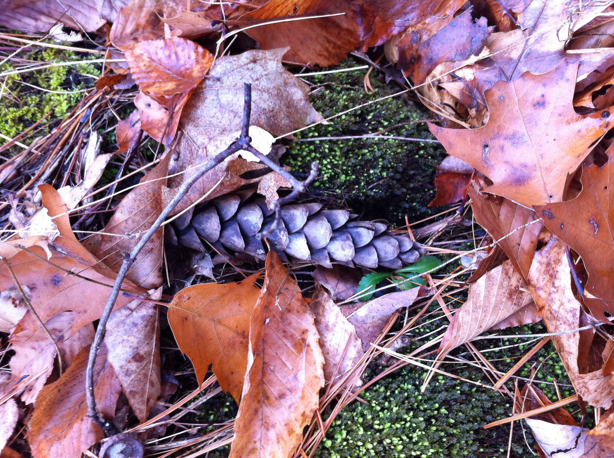 Image of eastern white pine