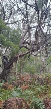 Image of Eucalyptus viminalis subsp. pryoriana (L. A. S. Johnson) M. I. H. Brooker & A. V. Slee