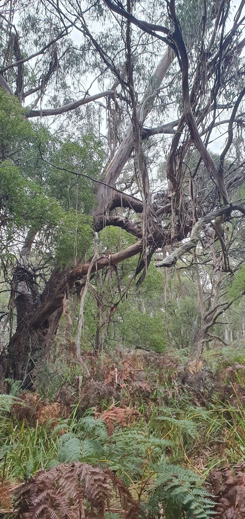 Image of Eucalyptus viminalis subsp. pryoriana (L. A. S. Johnson) M. I. H. Brooker & A. V. Slee