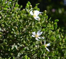 Image of Dusky Daisy-bush